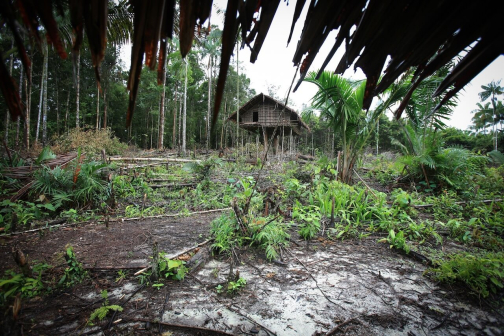 Kombai - Západní Papua, Indonésie - Miroslav Haluza | Planeta lidí