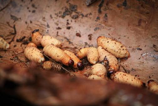 Kombai - Západní Papua, Indonésie - Miroslav Haluza | Planeta lidí