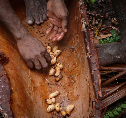 Kombai - Západní Papua, Indonésie - Miroslav Haluza | Planeta lidí