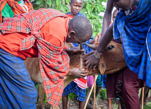 Masajové - Trek kolem Ol Doinyo Lengai, severní Tanzanie - Planeta lidí | David Švejnoha