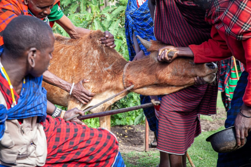 Masajové - Trek kolem Ol Doinyo Lengai, severní Tanzanie - Planeta lidí | David Švejnoha