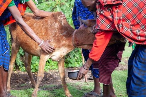 Masajové - Trek kolem Ol Doinyo Lengai, severní Tanzanie - Planeta lidí | David Švejnoha
