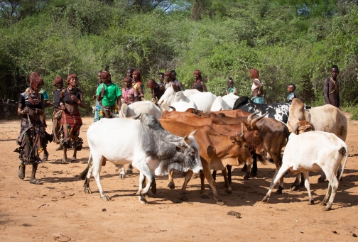 Bull Jumping - Ukule Bula, kmen Hamar - Jižní Etiopie | Planeta lidí - David Švejnoha