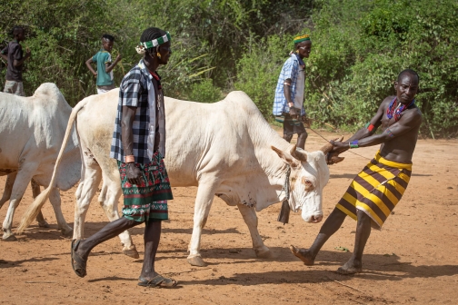 Bull Jumping - Ukule Bula, kmen Hamar - Jižní Etiopie | Planeta lidí - David Švejnoha