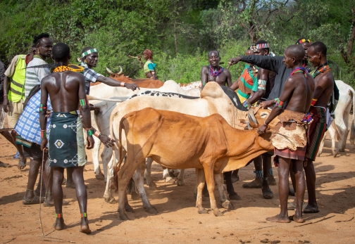 Bull Jumping - Ukule Bula, kmen Hamar - Jižní Etiopie | Planeta lidí - David Švejnoha