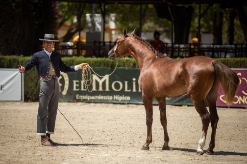 Feria de caballo, oslava koní - Jerez de la Frontera 2022 - Planeta lidí