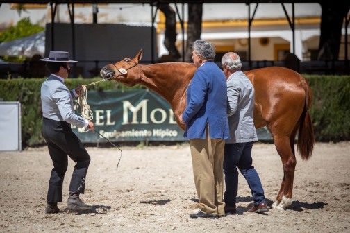 Feria de caballo, oslava koní - Jerez de la Frontera 2022 - Planeta lidí