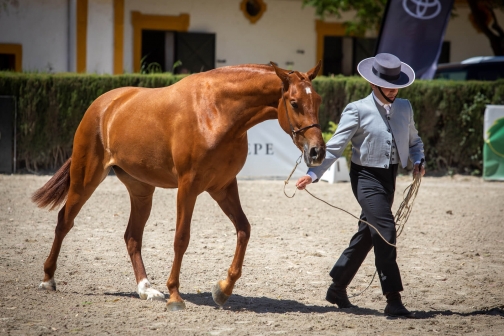 Feria de caballo, oslava koní - Jerez de la Frontera 2022 - Planeta lidí