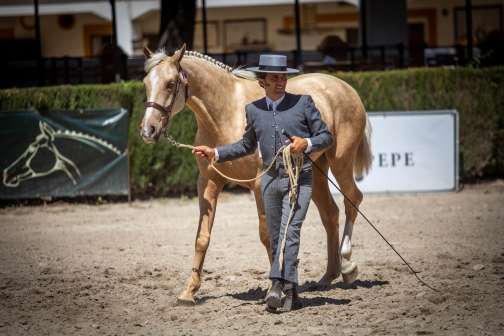 Feria de caballo, oslava koní - Jerez de la Frontera 2022 - Planeta lidí