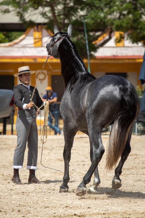 Feria de caballo, oslava koní - Jerez de la Frontera 2022 - Planeta lidí