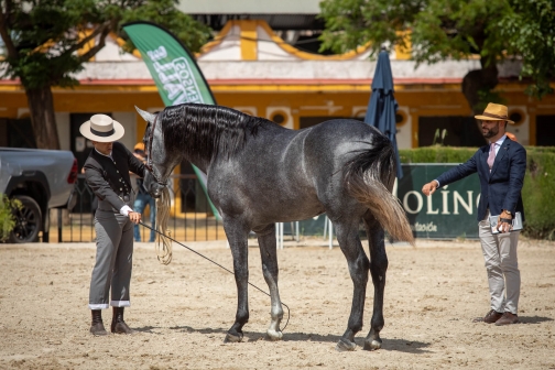 Feria de caballo, oslava koní - Jerez de la Frontera 2022 - Planeta lidí