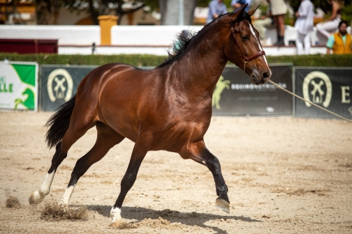 Feria de caballo, oslava koní - Jerez de la Frontera 2022 - Planeta lidí