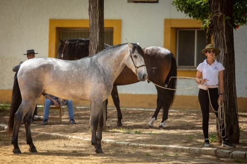 Feria de caballo, oslava koní - Jerez de la Frontera 2022 - Planeta lidí