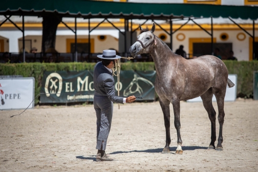 Feria de caballo, oslava koní - Jerez de la Frontera 2022 - Planeta lidí