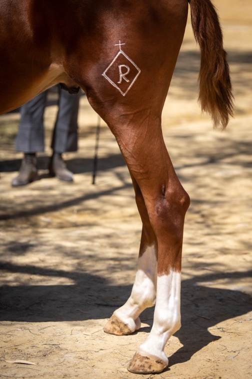 Feria de caballo, oslava koní - Jerez de la Frontera 2022 - Planeta lidí