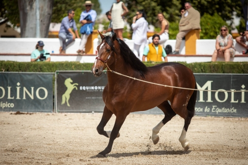 Feria de caballo, oslava koní - Jerez de la Frontera 2022 - Planeta lidí