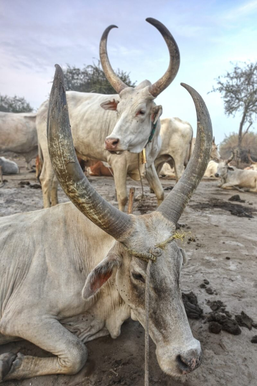 Pastevci Mundari, Jižní Súdán - Honza Košťál | Planeta lidí