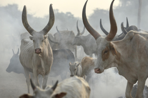 Pastevci Mundari, Jižní Súdán - Honza Košťál | Planeta lidí