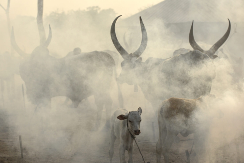 Pastevci Mundari, Jižní Súdán - Honza Košťál | Planeta lidí