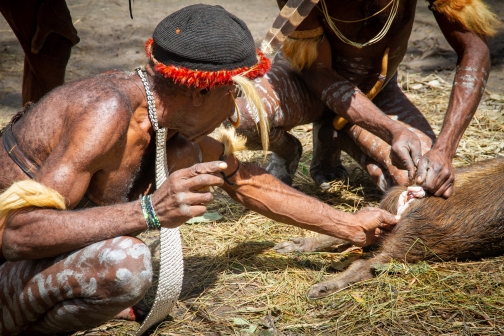 Vesnická zabíjačka, Daniové - Západní Papua - David Švejnoha |Planeta lidí