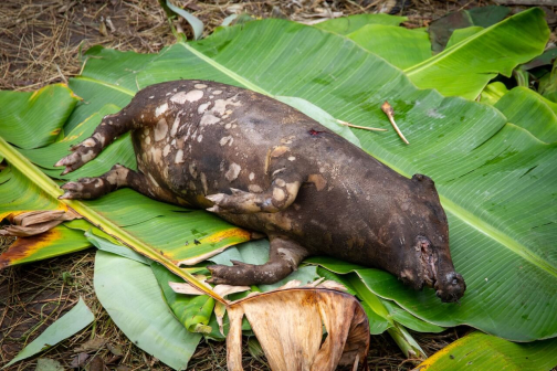Vesnická zabíjačka, Daniové - Západní Papua - David Švejnoha | Planeta lidí