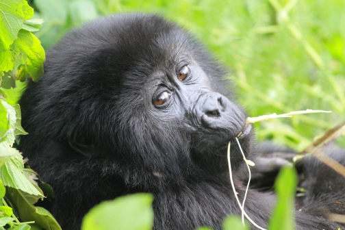 Gorila horská, Uganda - Planeta lidí