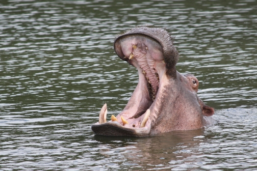 Kazinga kanál, Uganda - Planeta lidí