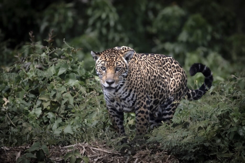Přednáška - Xingujští indáni a Pantanal | Planeta lidí - David Švejnoha
