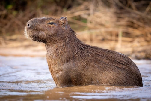 Přednáška - Xingujští indáni a Pantanal | Planeta lidí - David Švejnoha
