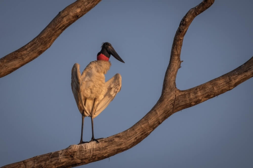 Přednáška - Xingujští indáni a Pantanal | Planeta lidí - David Švejnoha