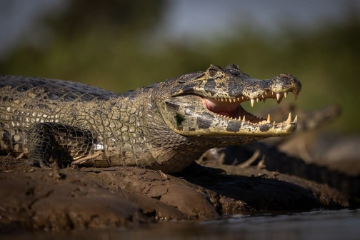 Přednáška - Xingujští indáni a Pantanal | Planeta lidí - David Švejnoha