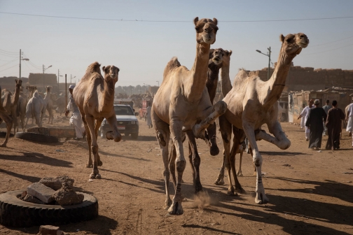 Egypt - Země Faraónů - Přednáška David Švejnoha | Planeta lidí