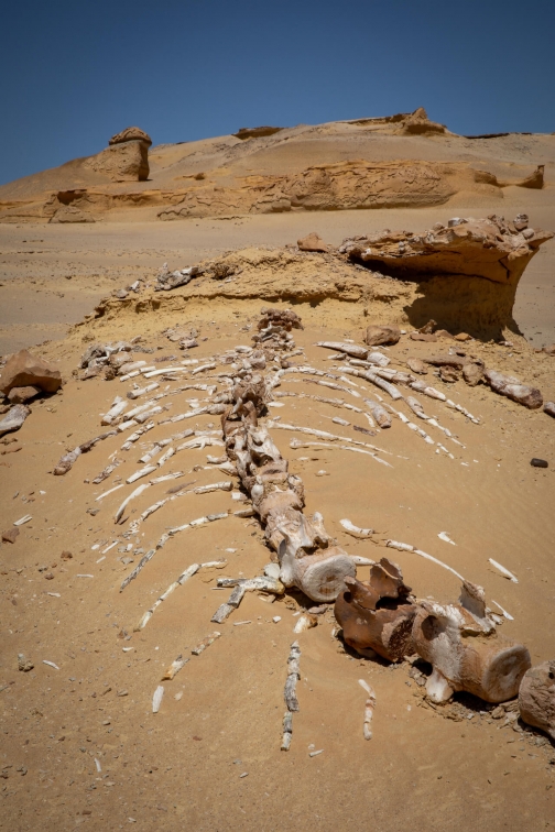 Egypt - Země Faraónů - Přednáška David Švejnoha | Planeta lidí