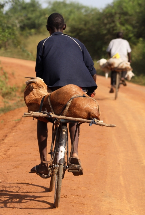 Koza na kole, Uganda - Planeta lidí